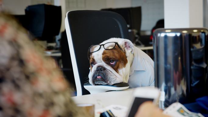 穿衬衫戴眼镜在办公室工作的英国斗牛犬