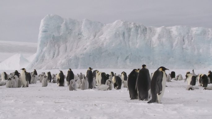 企鹅在冰川南极冰雪雪地