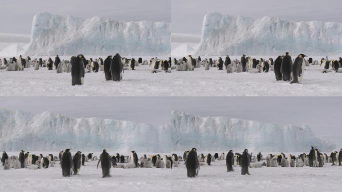 企鹅在冰川南极冰雪雪地
