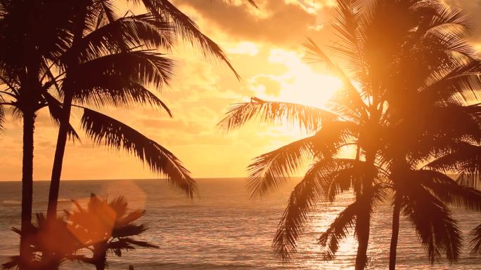 海边日落，棕榈树