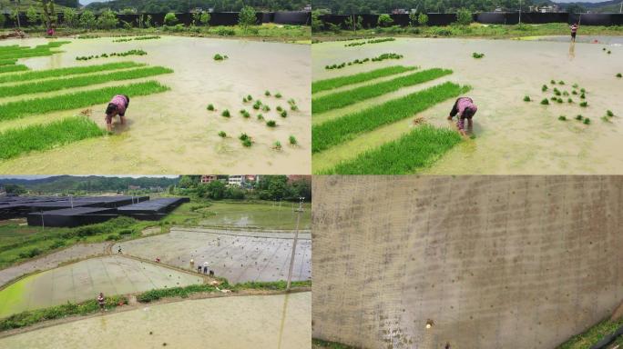 4K航拍杂交水稻秧苗移栽3组4