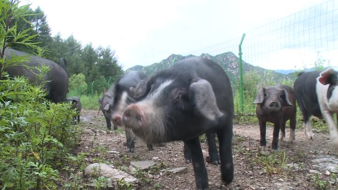 黑山猪养殖