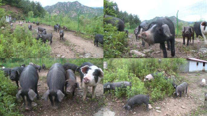 黑山猪养殖