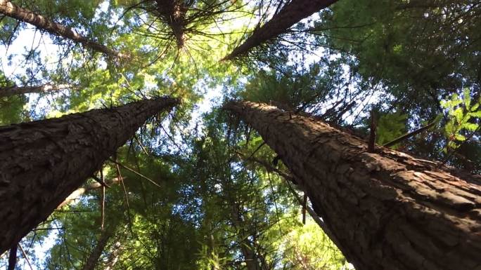 仰望巨大的红杉林冠