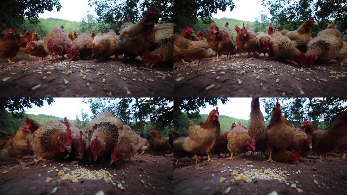 生态养鸡鸡吃玉米