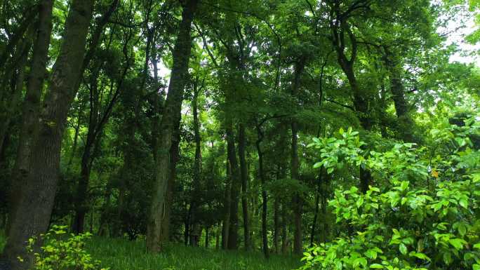 长三角绿色生态森林4k