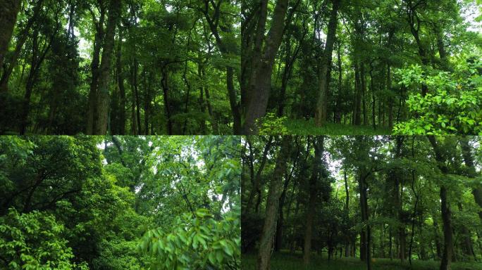 长三角绿色生态森林4k