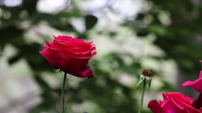 五月明媚月季花开