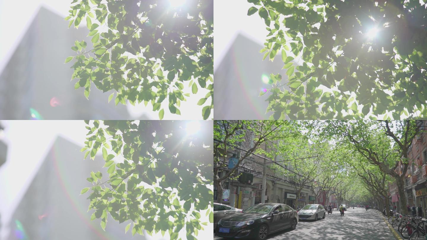 阳光、树叶、光影、街道、树、汽车、行人