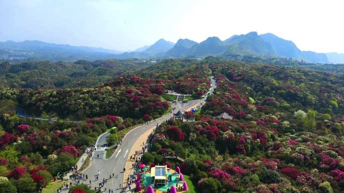 航拍春天贵州百里杜鹃风景区花海