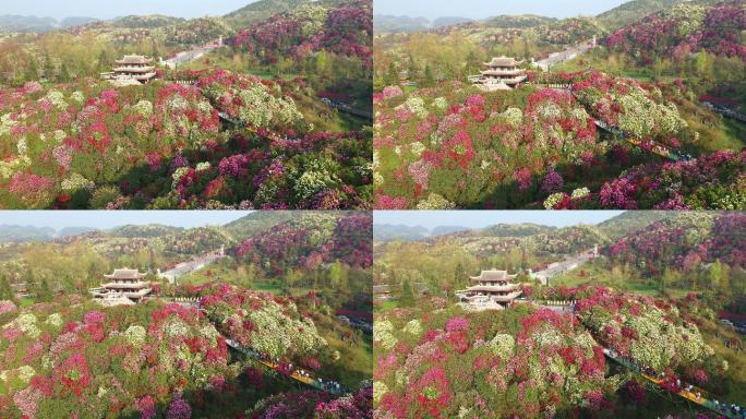 航拍春天贵州百里杜鹃风景区花海