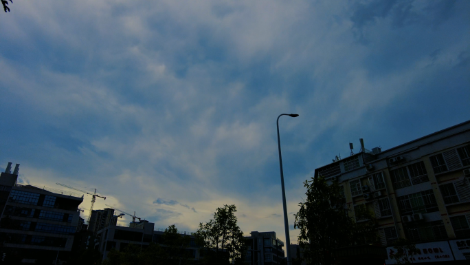 大雨来临前树枝摇曳延时