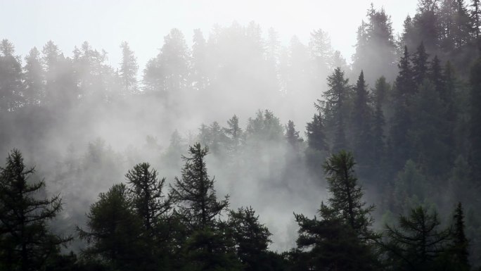 冷杉风暴山山林雾气山雾树林雾气自然雨林