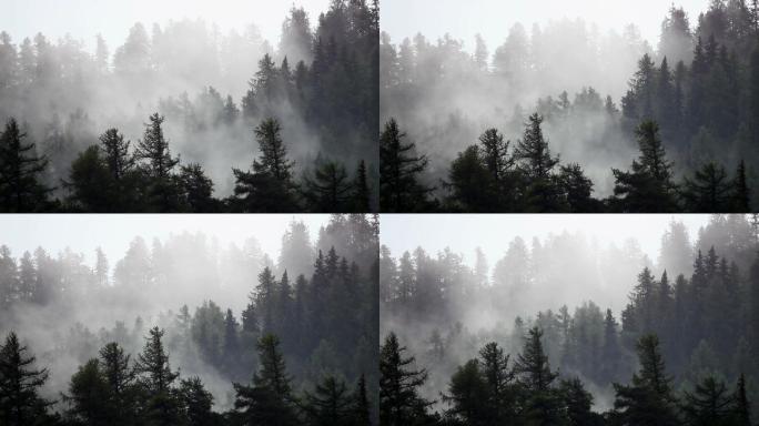冷杉风暴山山林雾气山雾树林雾气自然雨林