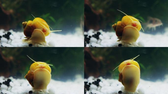 水族馆里的蜗牛爬行蜗牛水生生物
