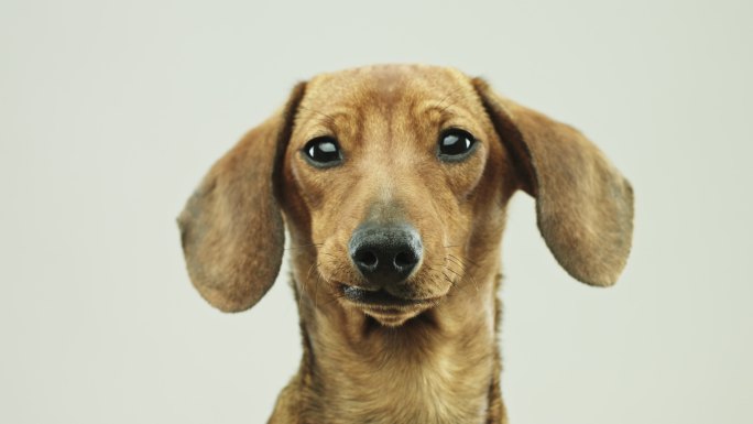 可爱的小腊肠狗的特写视频肖像