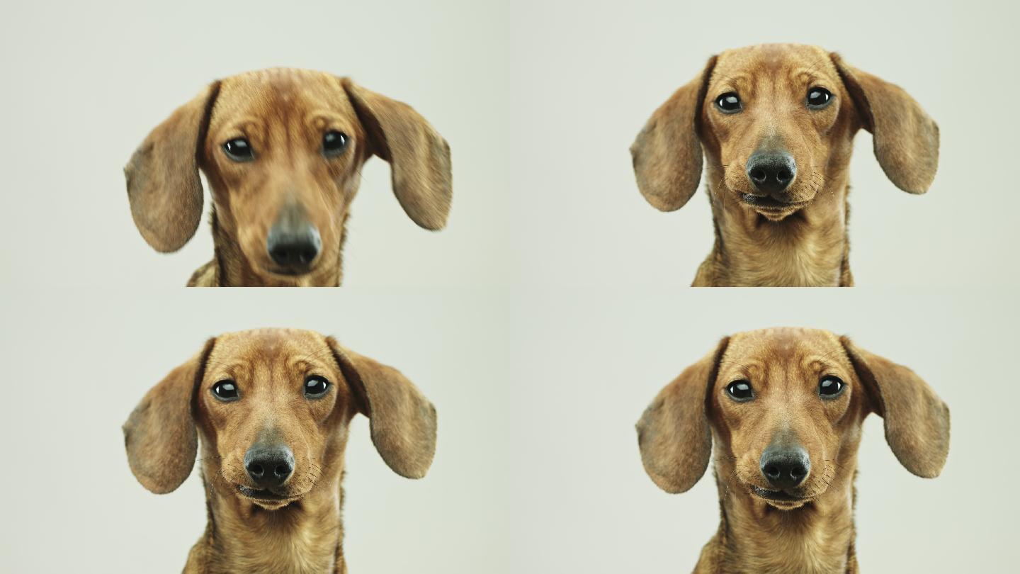 可爱的小腊肠狗的特写视频肖像
