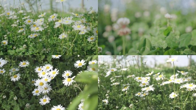 野花小雏菊