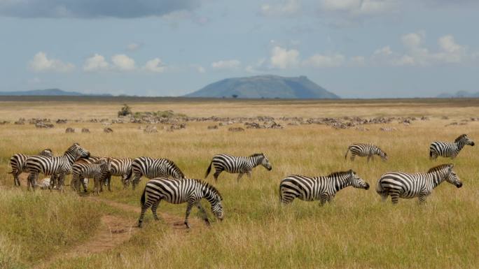 一群普通斑马索马里南非苏丹肯尼亚