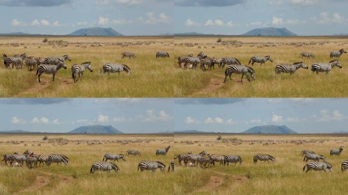 一群普通斑马索马里南非苏丹肯尼亚