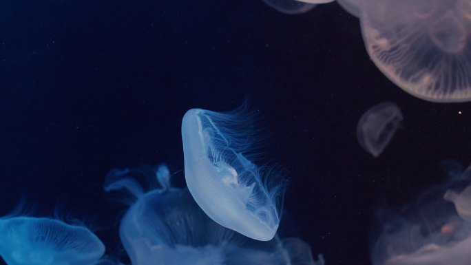 水母漂浮在水族馆的水池里