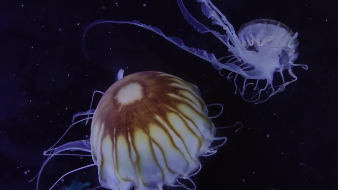 唯美海洋生物水族馆海底世界
