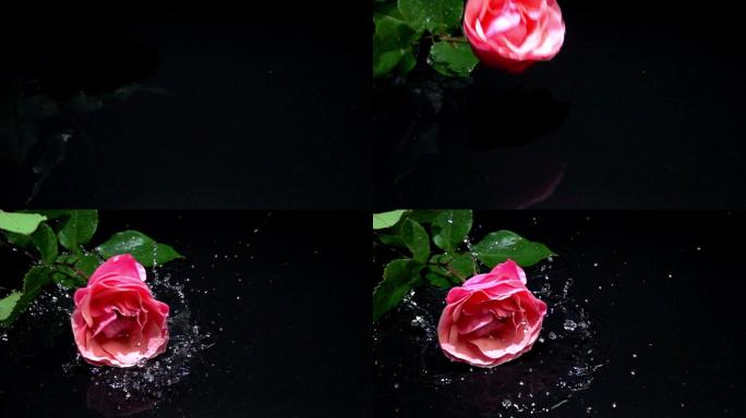 跌落的玫瑰花
