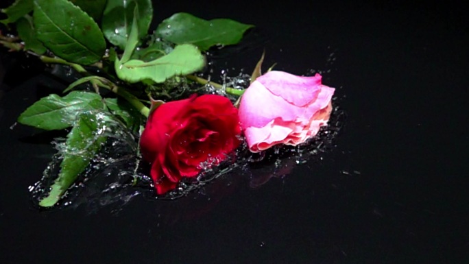 丢落水中的玫瑰花