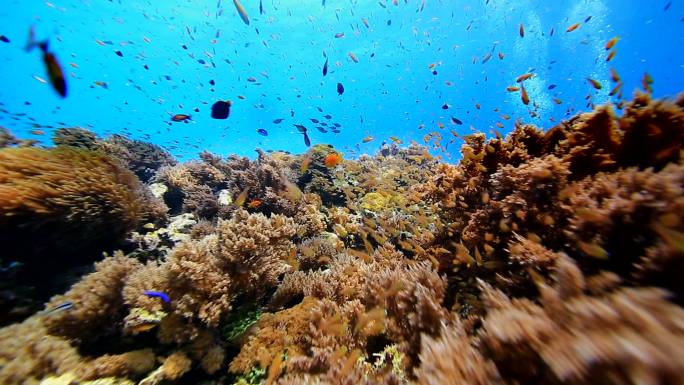珊瑚和鱼珊瑚礁鱼群游鱼海鱼热带鱼