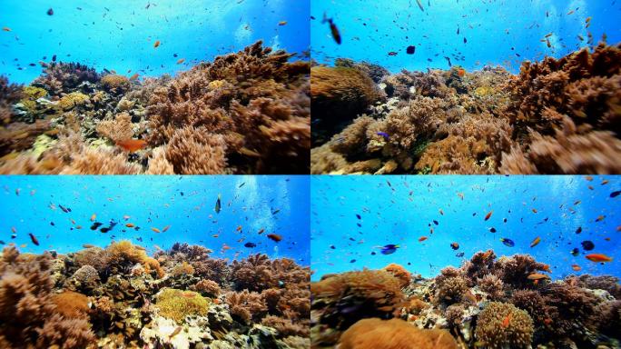 珊瑚和鱼珊瑚礁鱼群游鱼海鱼热带鱼
