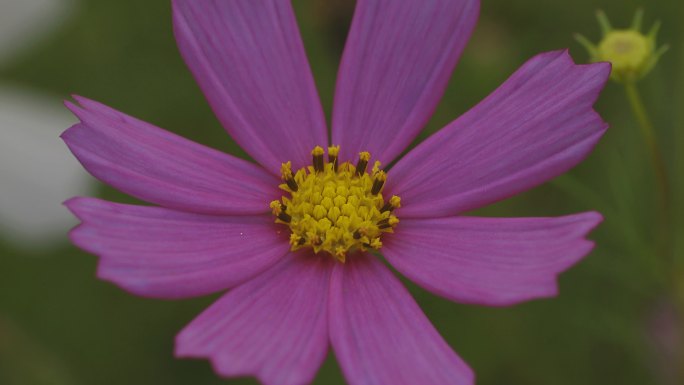 第37期格桑花素材