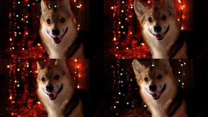 狗狗在节日背景新年的灯光前