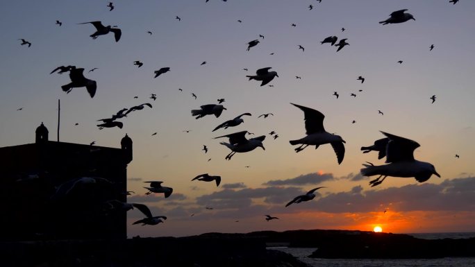 日落时分飞翔的海鸥的剪影