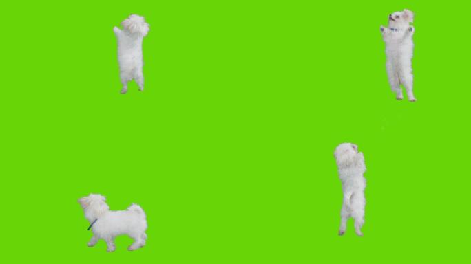 绿色屏幕上的小狗在欢蹦乱跳。