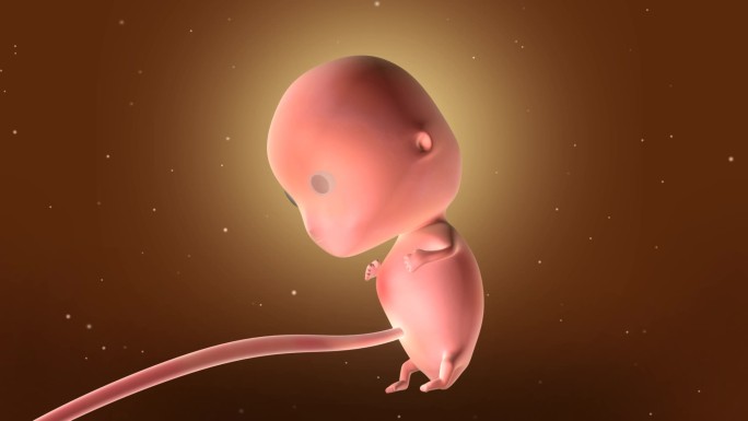 子宫胎儿三维成长变化02