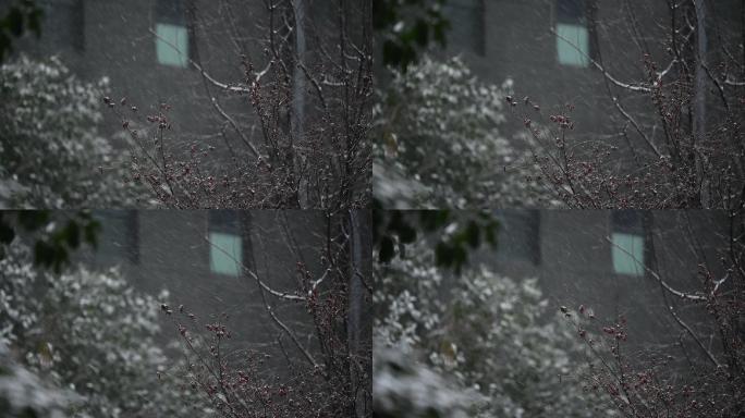 雪景下雪天小区雪景