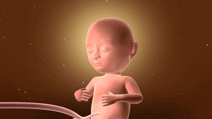 子宫胎儿三维成长变化03