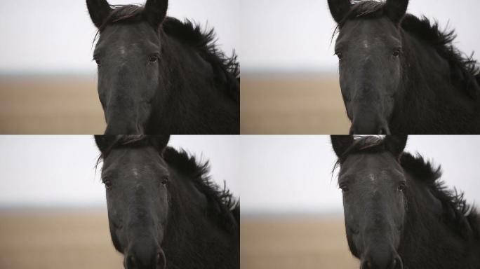 秋天田野里的黑马