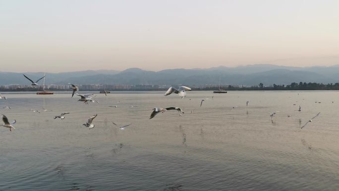 4K西昌邛海海鸥飞翔生态