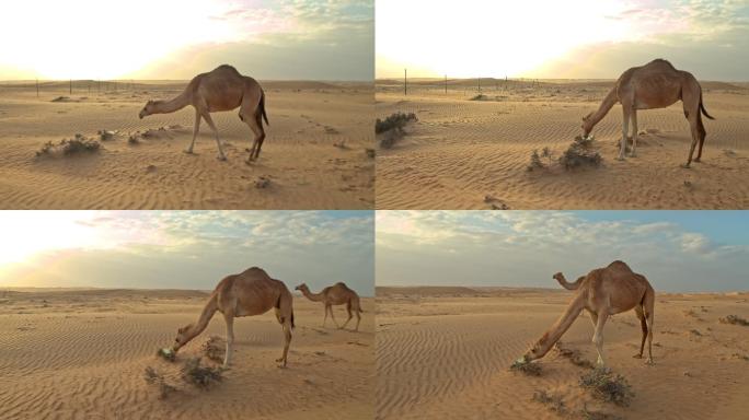 在沙漠中行走的骆驼