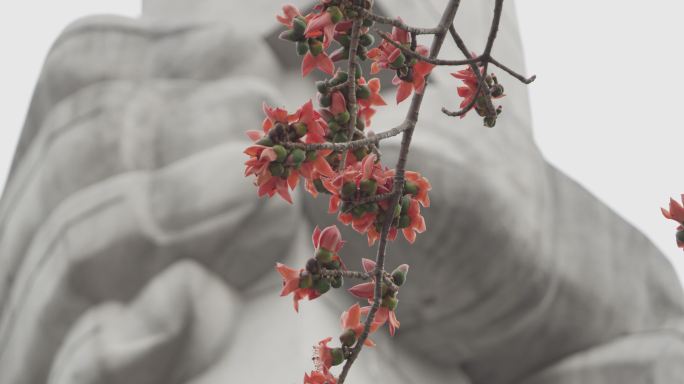 广州起义烈士陵园木棉花