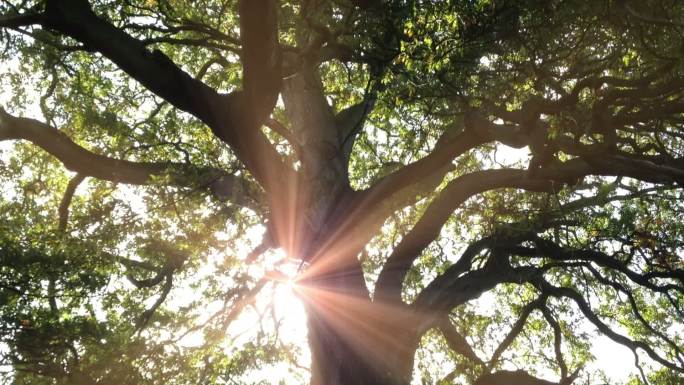 阳光透过一棵古老的橡树