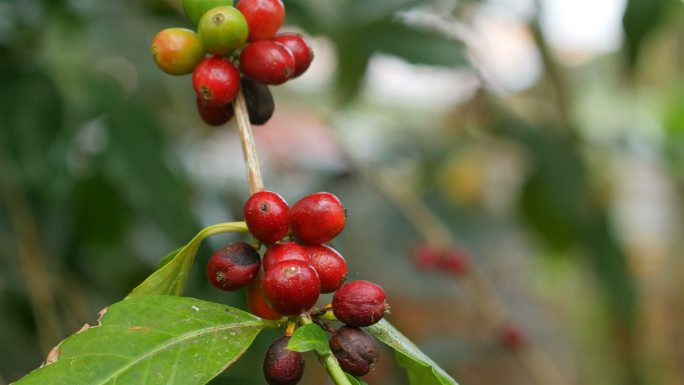 咖啡树上咖啡豆