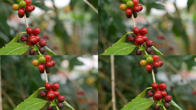 咖啡树上咖啡豆