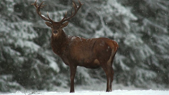 站在雪中的麋鹿麋鹿圣诞节稀有国家保护动物