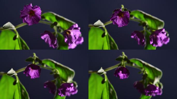 紫色的花朵凋谢