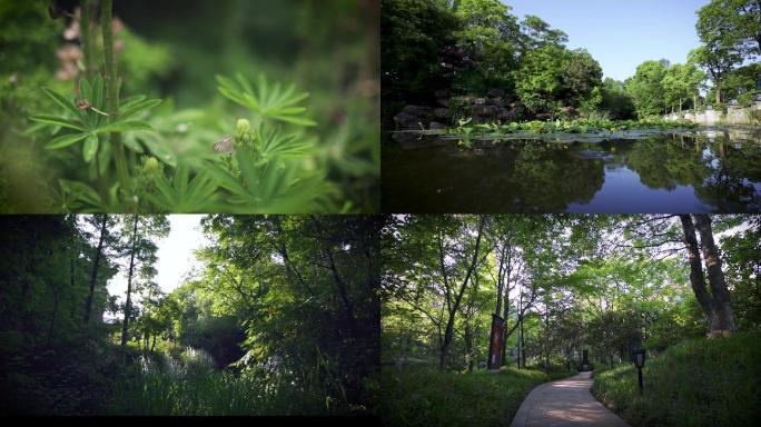 夏天春天蜜蜂蝴蝶园林