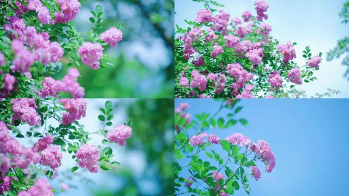 【原创】蔷薇花蜜蜂蓝天清新唯美文艺风景