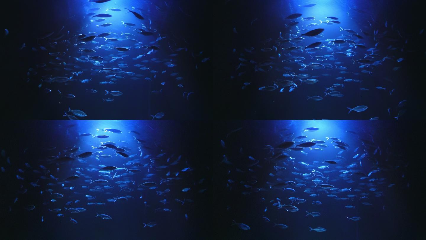 鱼群游来游去一群鱼海族馆虚拟现实