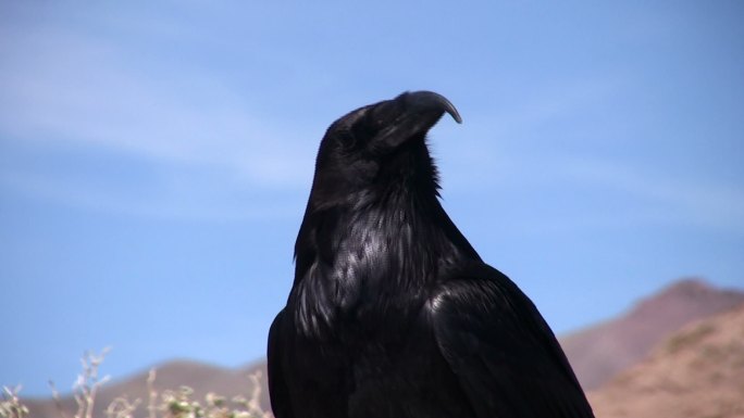 沙漠乌鸦乌鸦黑色的鸟乌黑羽毛